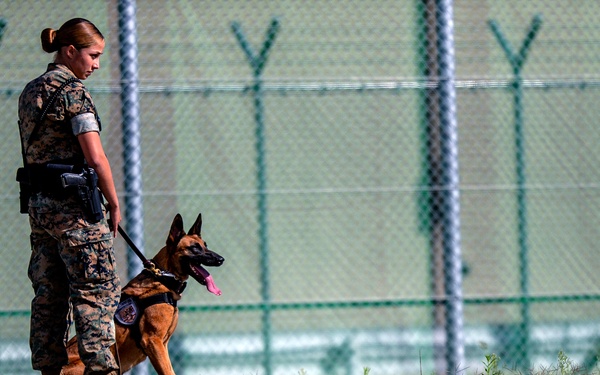 Biting Bad; military working dogs handlers  train at MCAS Iwakuni