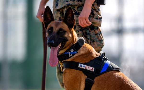 Biting Bad; military working dogs handlers  train at MCAS Iwakuni