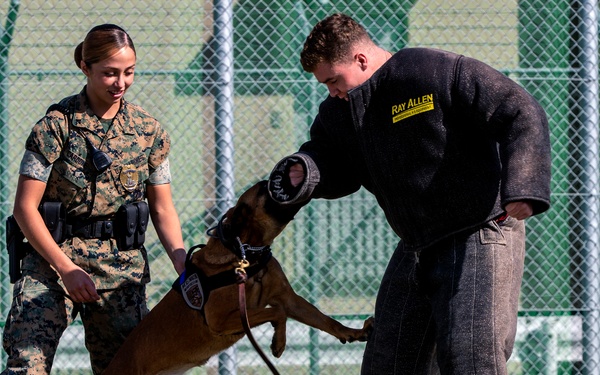Biting Bad; military working dogs handlers  train at MCAS Iwakuni
