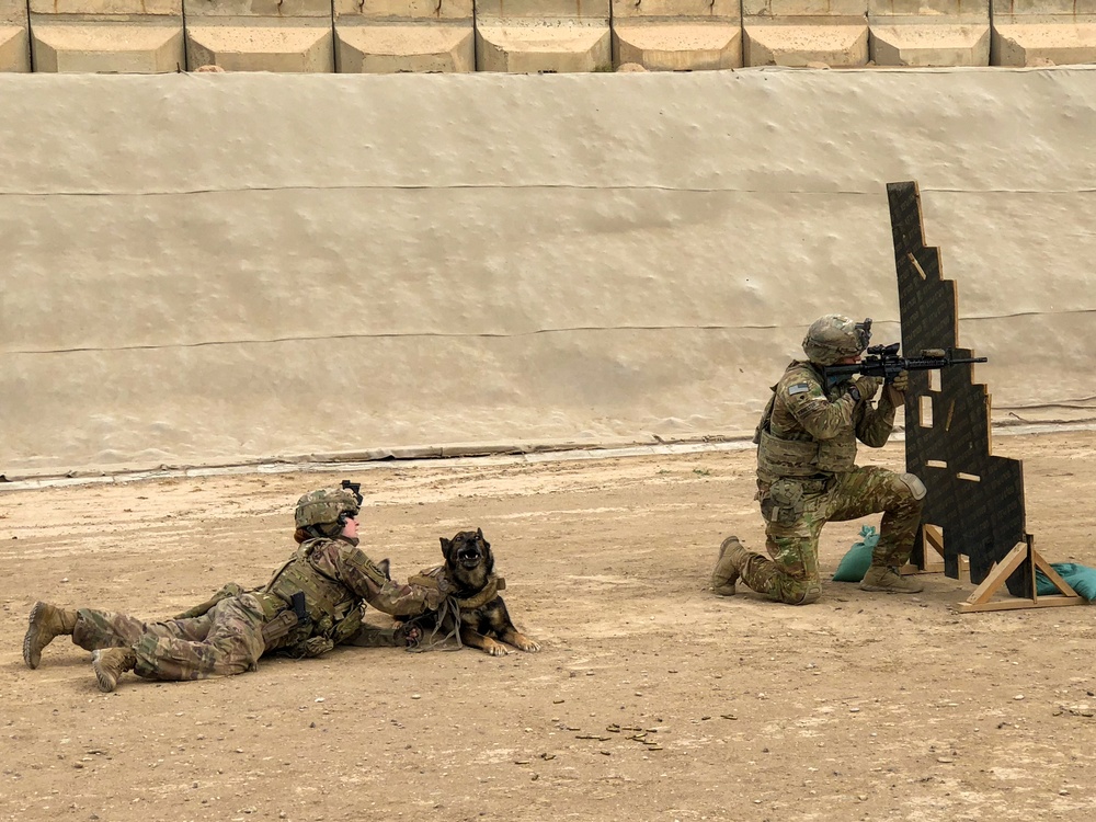 Brave Rifles conduct live fire with Military Working Dogs