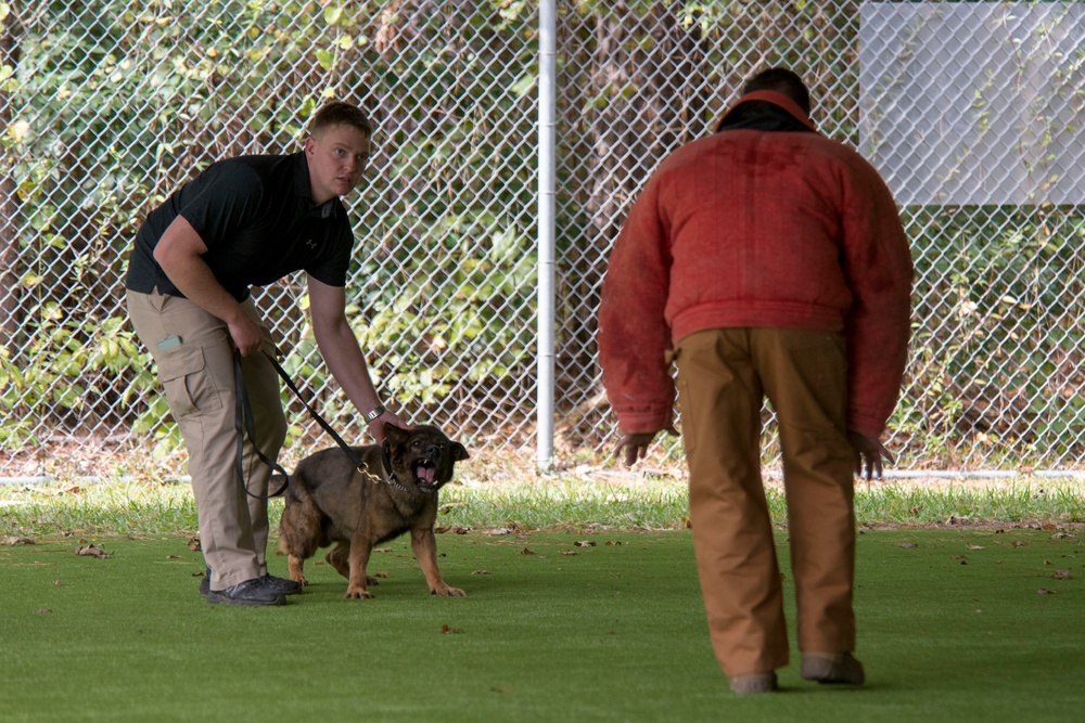 SF hosts East Coast Iron Dog competition
