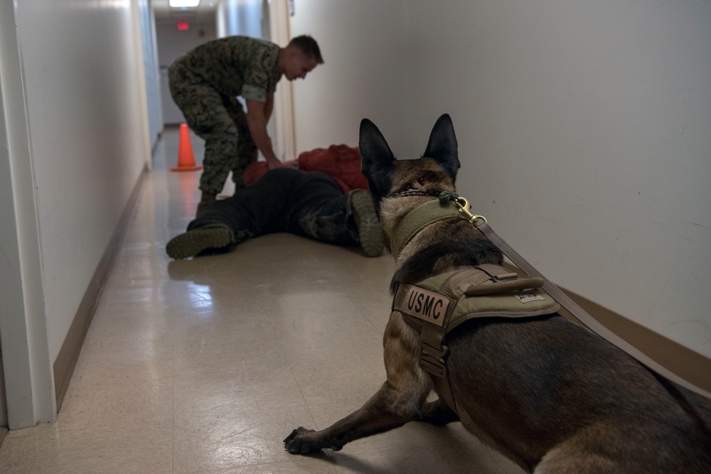 SF hosts East Coast Iron Dog competition