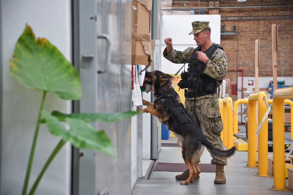 Military Working Dog Certification