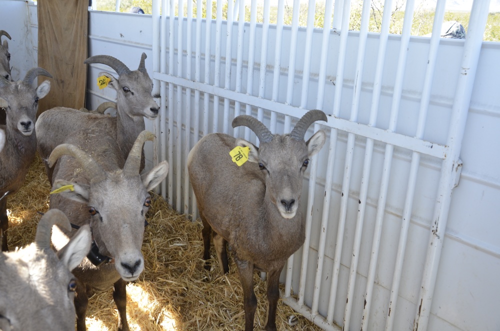 Ewes in a trailer