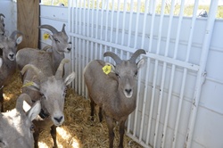 Ewes in a trailer [Image 3 of 4]