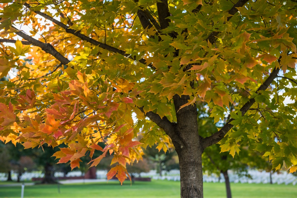 Fall Foliage 2018