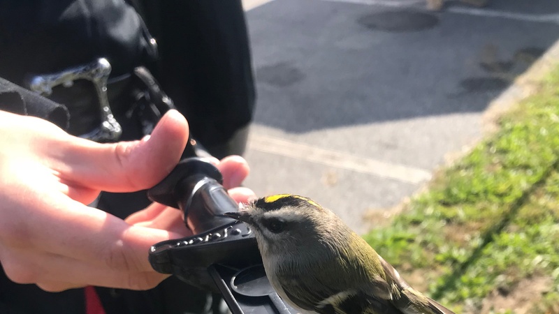 Airman/Pirate saves bird at Fort Meade