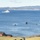 A military tiltrotor aircraft, consistent with a V-22 Osprey, is landed on a grassy hillside field overlooking a fjord or large body of water. Several military vessels, including what appears to be a larger naval ship and multiple smaller landing craft or patrol boats, are visible on the water. The setting appears to be a Scandinavian coastal landscape, likely Norway, based on the terrain and architecture.