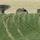 Three military armored vehicles are positioned along the crest of a cultivated agricultural field with rows of green crops. The vehicles are covered in camouflage netting and foliage, partially concealed behind the field's ridge line. The scene appears to depict a military exercise or tactical movement through a rural landscape.