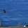 A military exercise is underway near a large body of water, featuring a camouflage-painted helicopter hovering low over the shoreline while troops disembark from two landing craft vessels. Soldiers can be seen on the ground and on the decks of both vessels, suggesting an amphibious assault or river-crossing exercise. Two different national flags are visible on the respective vessels, indicating a multinational military operation.