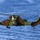A military attack helicopter in green and brown camouflage livery is flying low over open blue water. The aircraft bears the tail code '81F' and appears to be in active flight, possibly conducting a maritime patrol or naval exercise. A white mist or spray is visible beneath the helicopter, suggesting low-altitude flight over the sea surface.