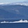 A naval scene showing two military vessels underway at high speed on a fjord, with snow-capped mountains and dense conifer forests in the background. Two military helicopters are visible flying in the left portion of the image. The setting appears to be a Scandinavian fjord, likely during a military exercise or patrol operation.