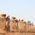 A military convoy of armored vehicles is moving through an arid, dusty terrain. The vehicles display both Turkish flags (red with white crescent and star) and United States flags, indicating a joint military operation or patrol. The convoy is raising significant dust clouds as it traverses dry, scrubland landscape.