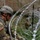 Army Engineers Apply Concertina Wire Along Mexico Border Army Engineers Apply Concertina Wire Along Mexico Border