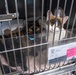 ASPCA Helps Bay County Animal Control With Displaced Animals After Hurricane Michael