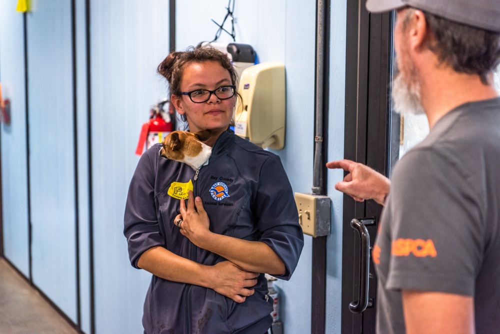 ASPCA Helps Bay County Animal Control With Displaced Animals After Hurricane Michael