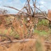 NMCB 1 removes debris from Tinian elementary school, ballpark