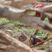 NMCB 1 Clears Tinian Elementary School of Yutu Debris