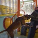 MacDill’s military working dogs, handlers train at Adventure Island