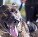 MacDill’s military working dogs, handlers train at Adventure Island