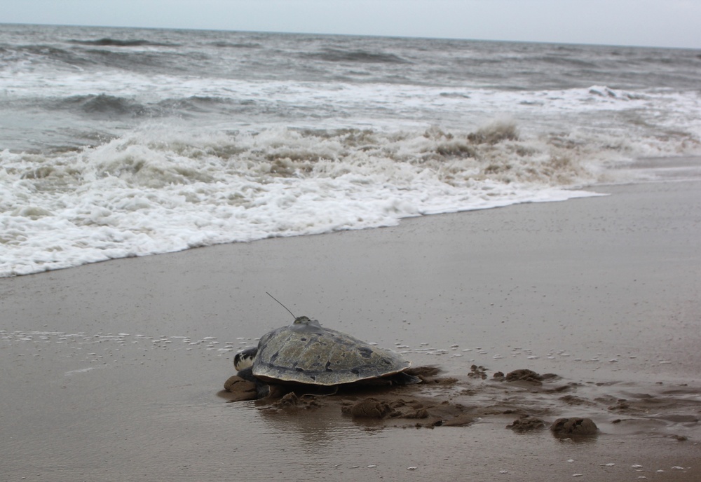 Sea Turtle Equipped with U.S. Navy-funded Satellite Tag Released Back into Ocean