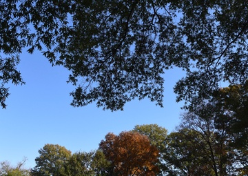 National Veterans Day Observance Held at Arlington National Cemetery