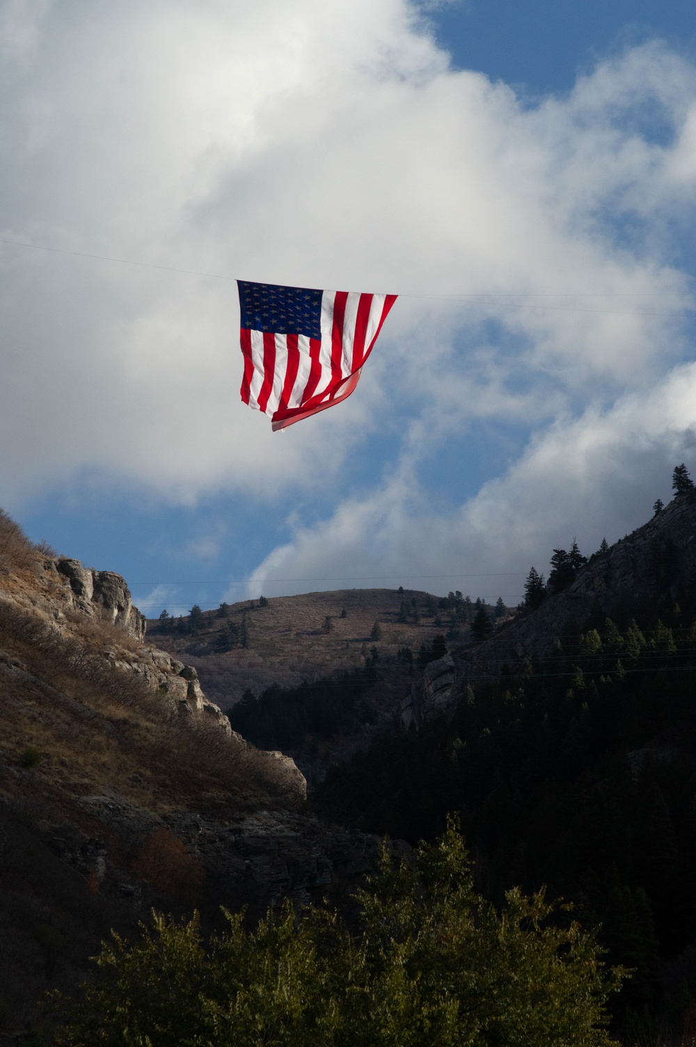 Flags fly for Veterans Day