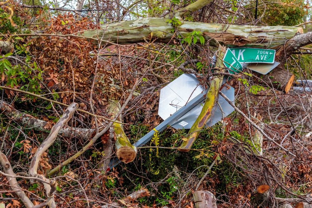 Street Signs Buried by Trees