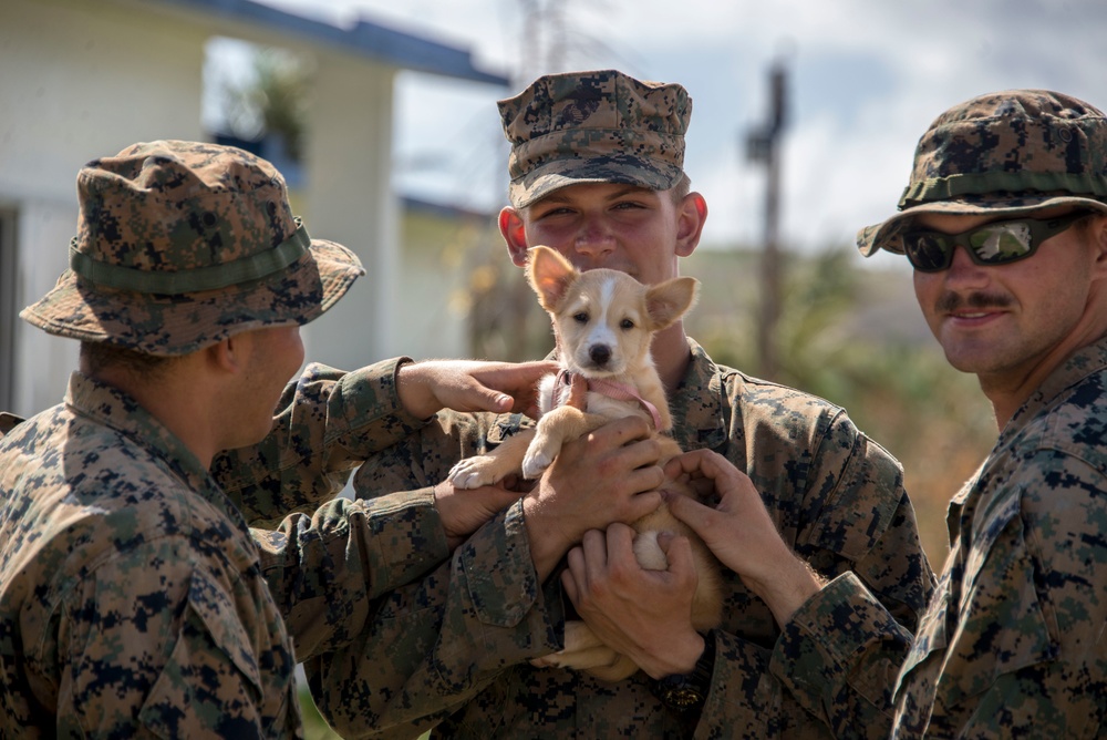 Marine Holds Adopted Puppy after Super Typhoon Yutu