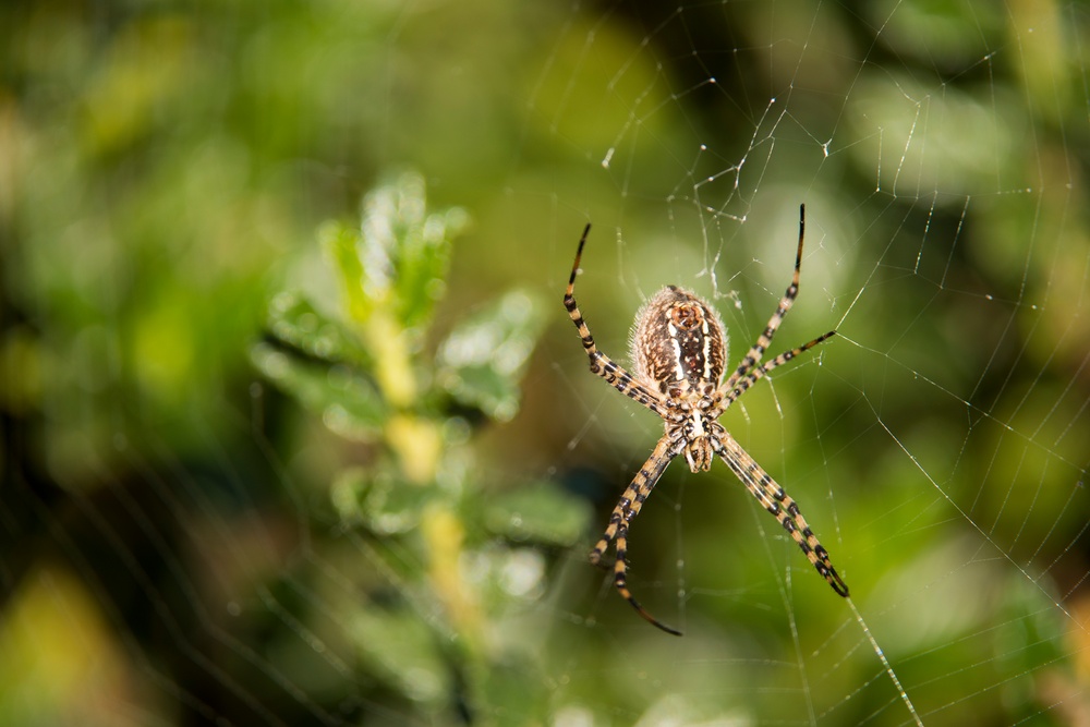 Female banded argiope sits on her web