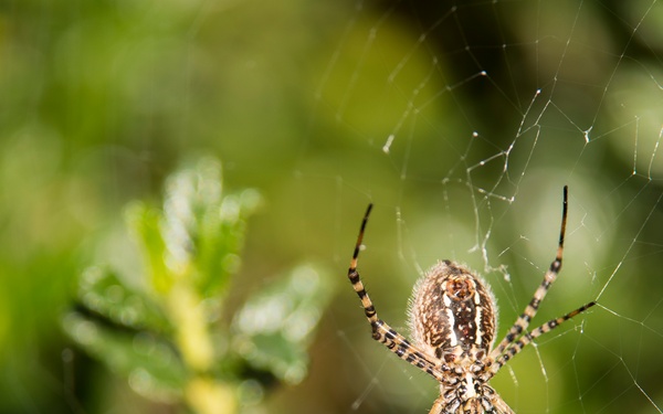Female banded argiope sits on her web