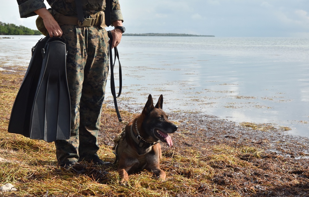 MARSOC K-9 Training at NAS Key West