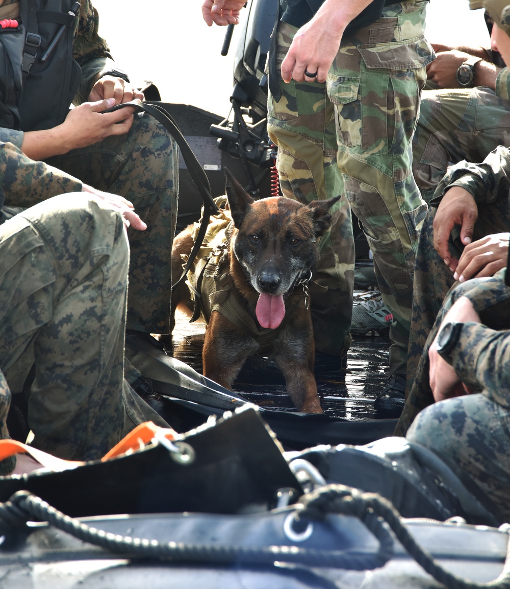 MARSOC K-9 Training at NAS Key West