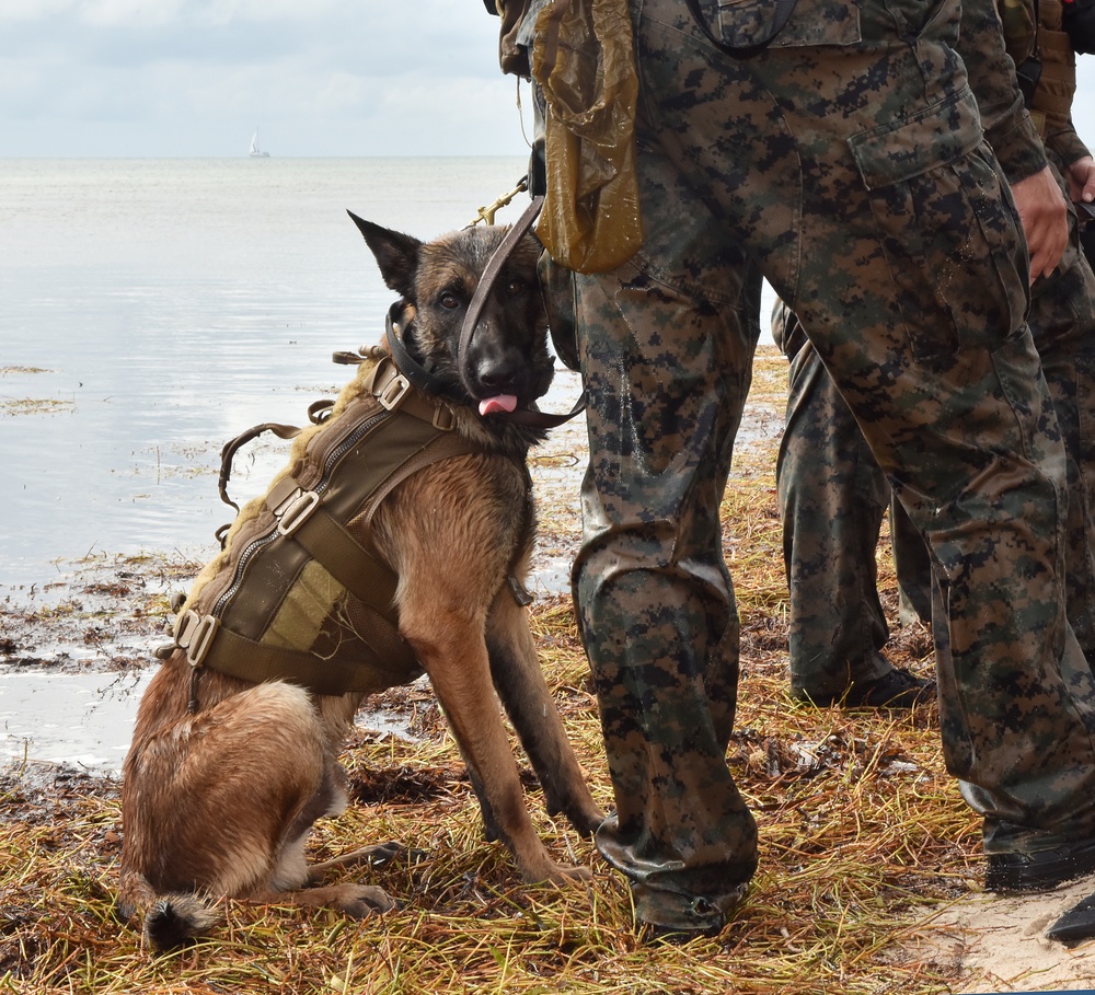 MARSOC K-9 Training at NAS Key West