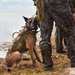 MARSOC K-9 Training at NAS Key West