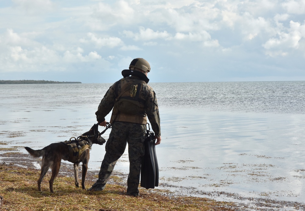 MARSOC K-9 Training at NAS Key West