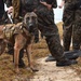 MARSOC K-9 Training at NAS Key West