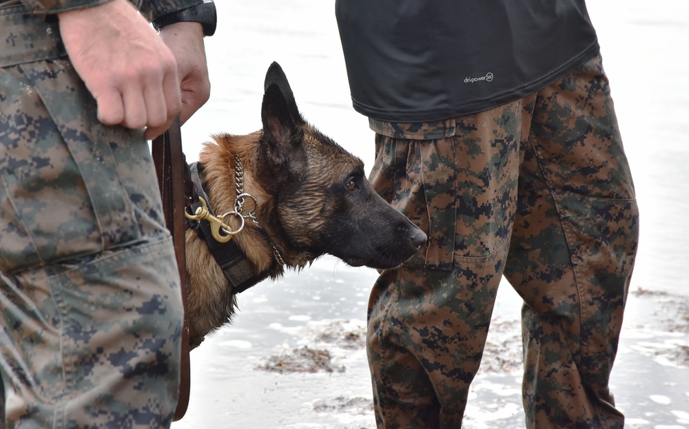 MARSOC K-9 Training at NAS Key West