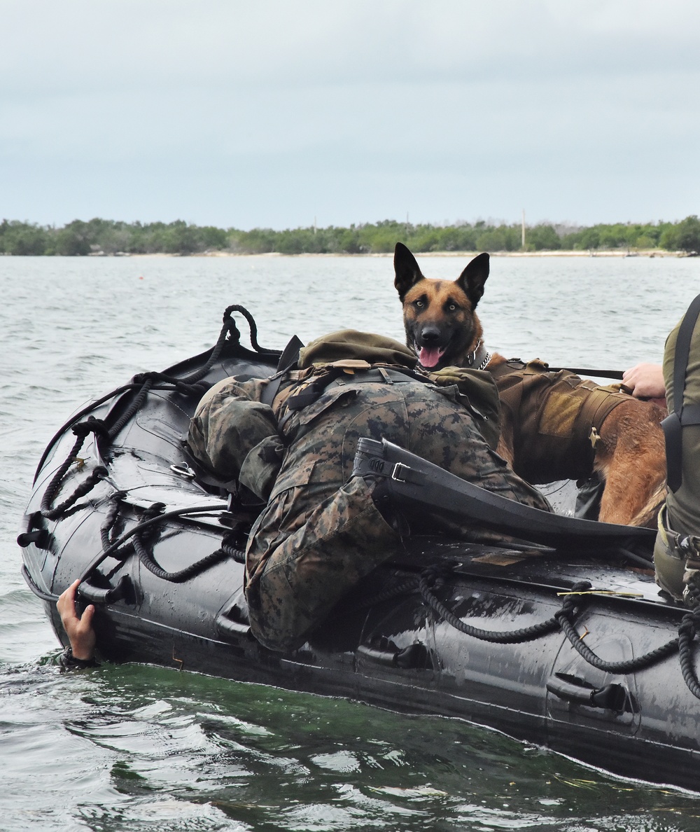 MARSOC K-9 Training at NAS Key West