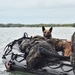 MARSOC K-9 Training at NAS Key West