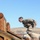 Fort Carson Best Sapper Competition 2018
