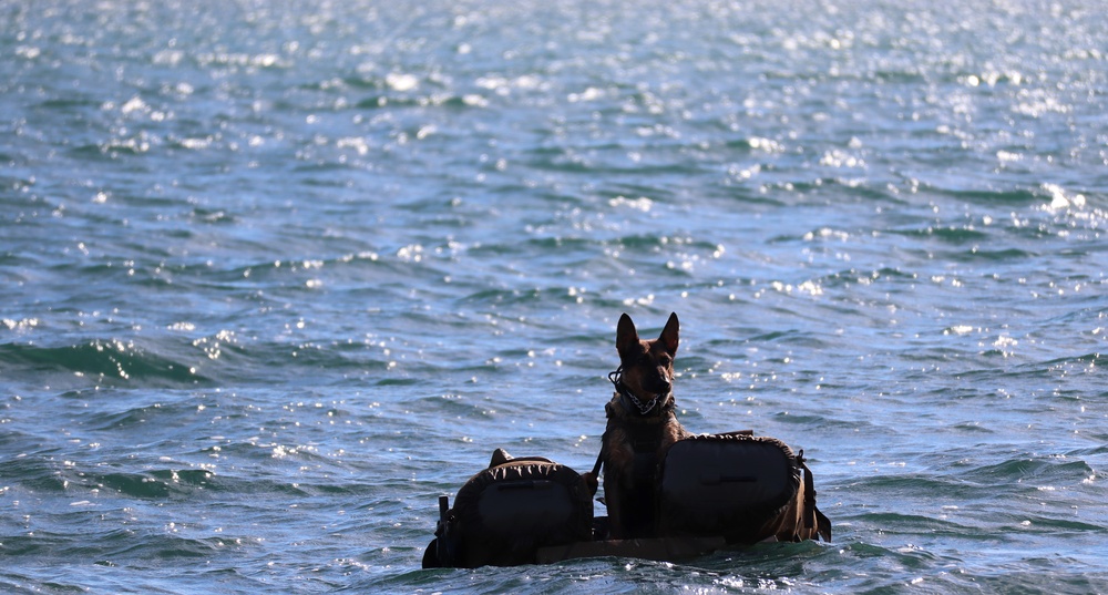 MARSOC K-9 training at NAS Key West