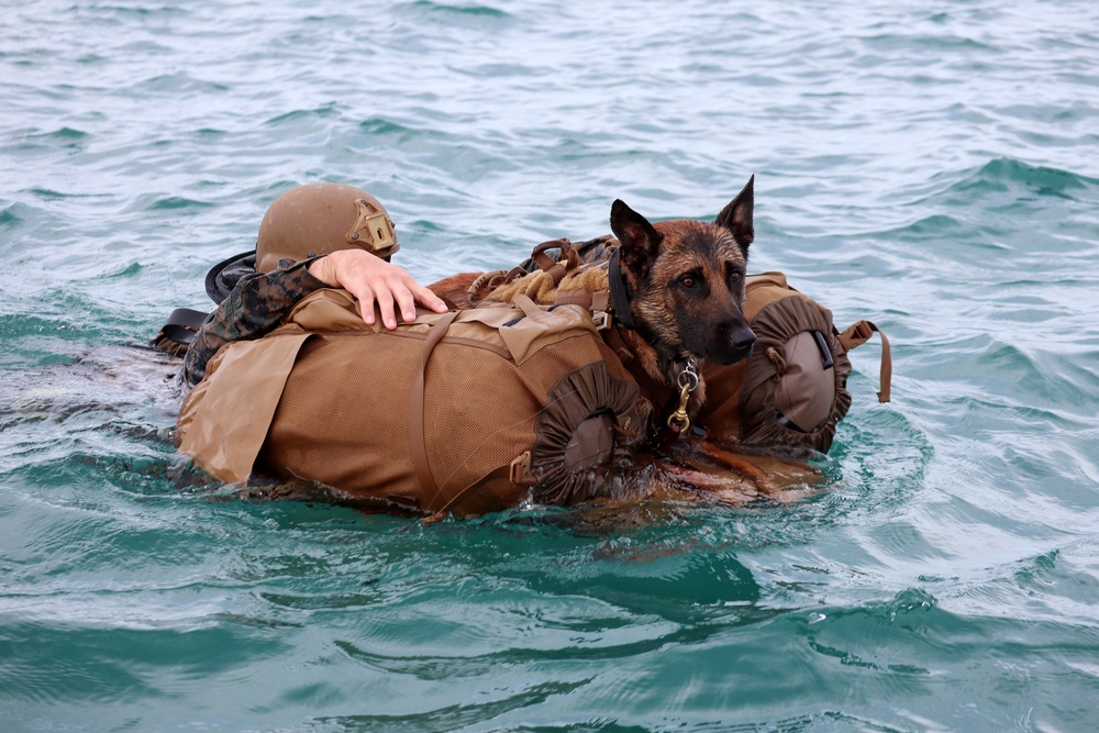 MARSOC K-9 training at NAS Key West