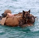 MARSOC K-9 training at NAS Key West