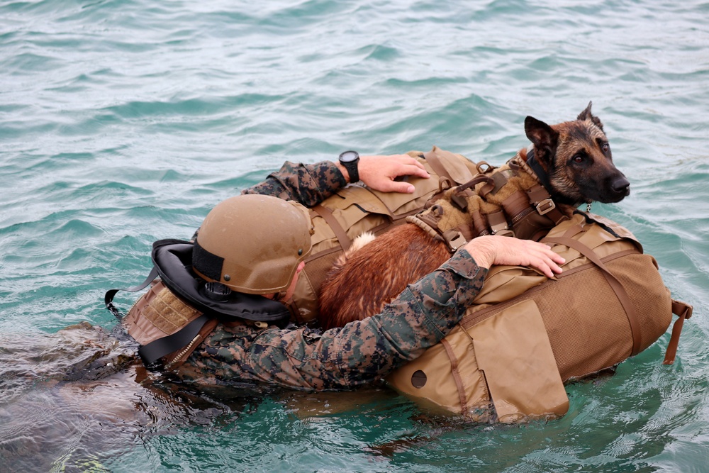 MARSOC K-9 training at NAS Key West