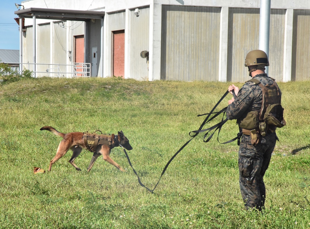 MARSOC K-9 training at NAS Key West