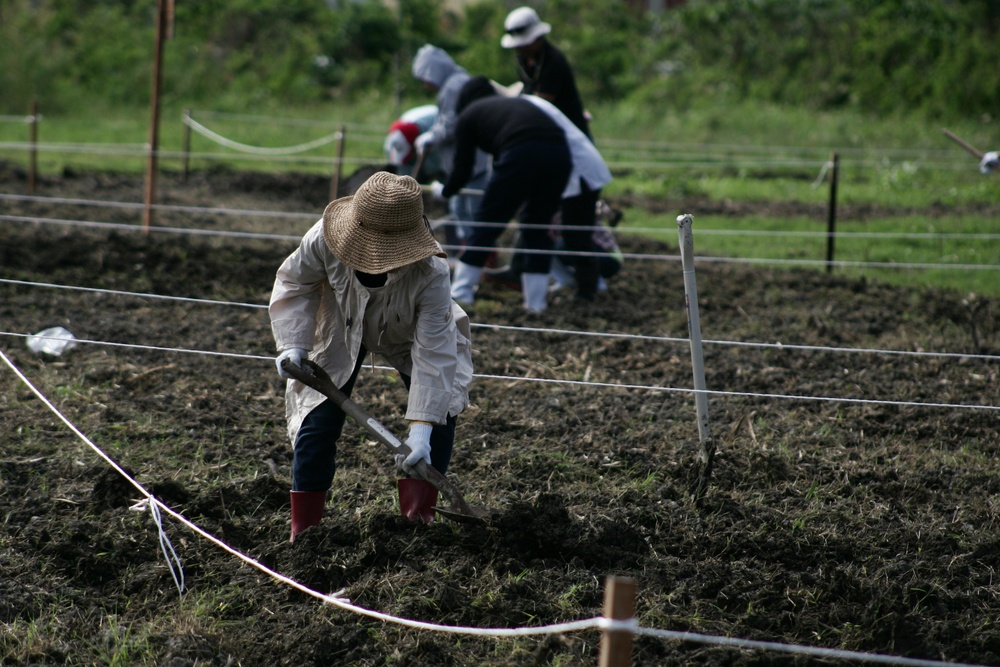 Kitanakagusuku Village prepares for Sunflower festival