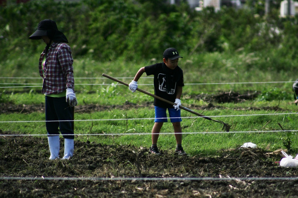 Kitanakagusuku Village prepares for Sunflower festival