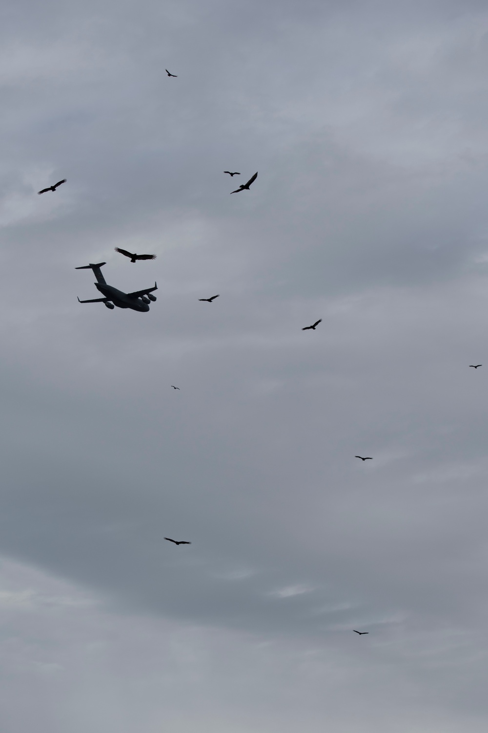 Wing partners with Argos and USDA to study black vultures