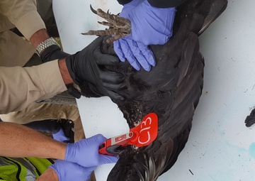 Wing partners with Argos and USDA to study black vultures